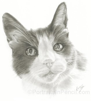 Portrait of Bertie