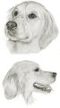 click to enlarge Sasha