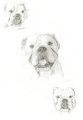 click to enlarge Winnie